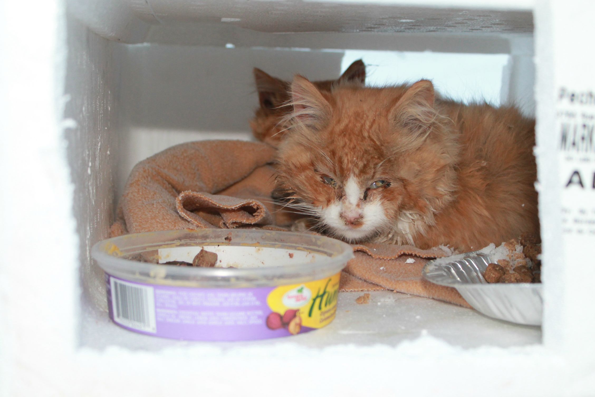 Illustration de l'article : Un automobiliste découvre, par hasard, 2 chatons abandonnés dans la neige 
